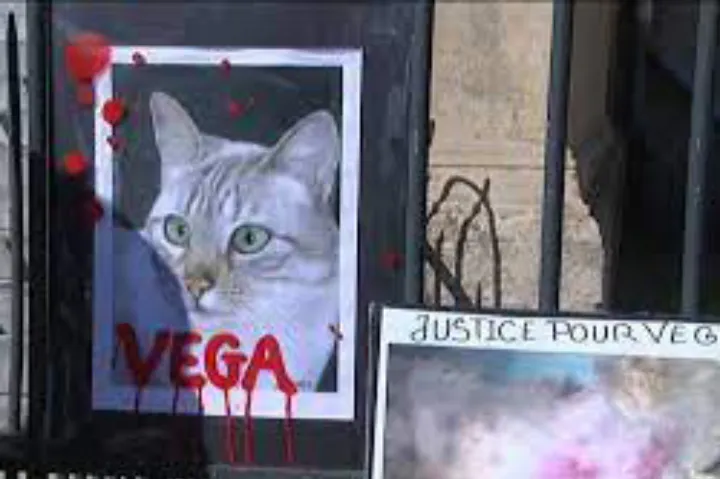 مرد مونترالی که سگ و گربه خود را به طرز وحشتناکی کشته بود، به ۱۶ ماه حبس محکوم شد